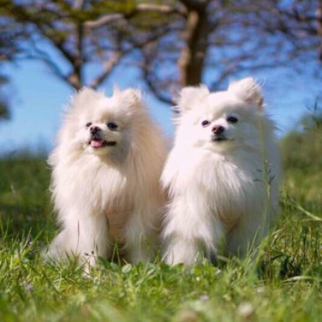 獣医師監修 小型犬人気ランキング 飼いやすさ 飼い方のポイントも解説 いぬのきもちweb Magazine 獣医師監修 小型犬人気ランキング 飼いやすさ 飼い方のポイントも解説 いぬのきもちweb Magazine