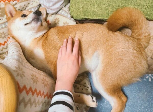 くつろぐ麦くん