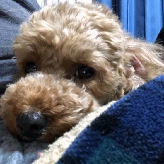 飼い主さんに甘え中のトイ・プードル