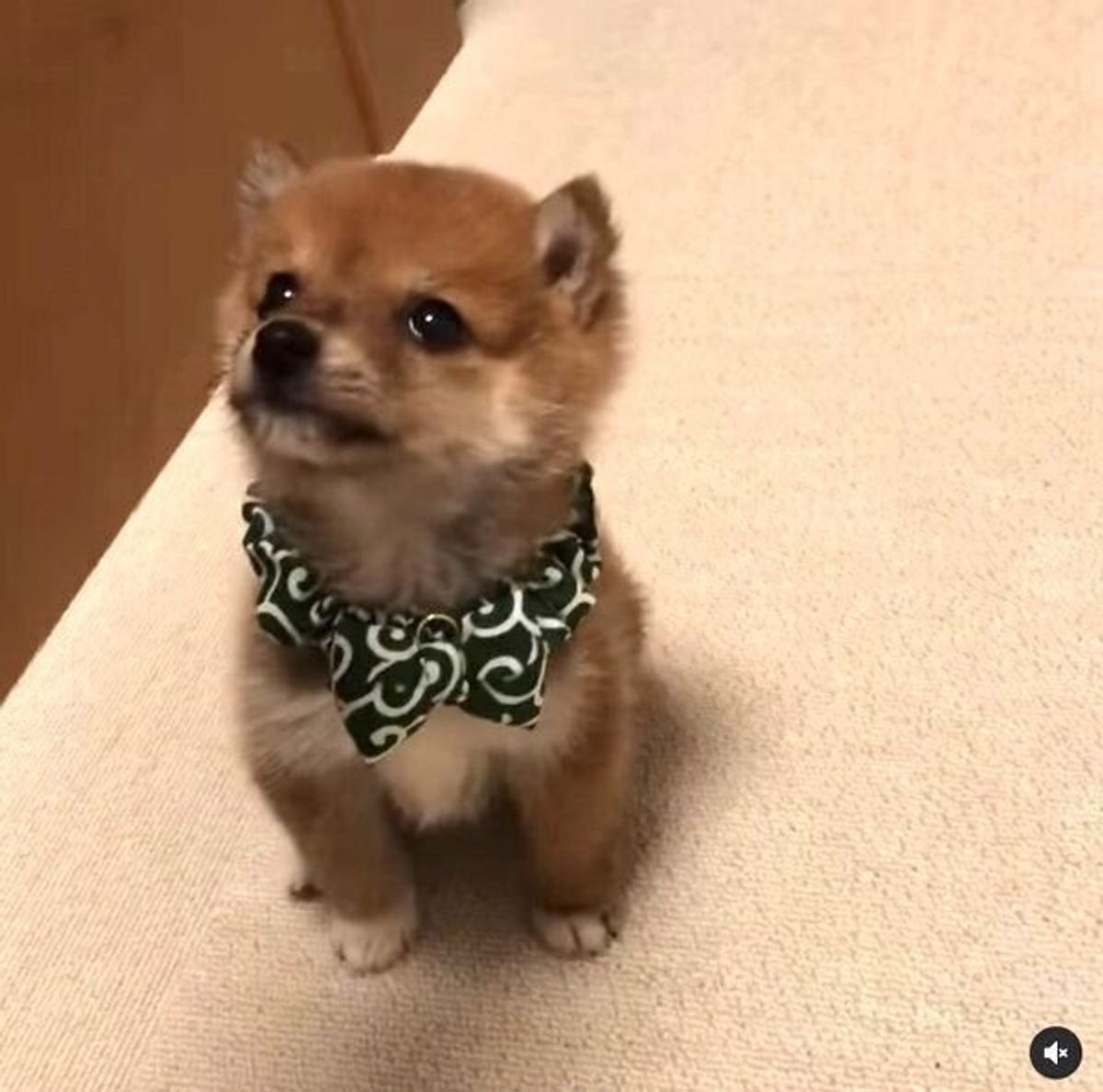 マテ の練習をする豆柴子犬 カリカリが早く欲しくて ちょこちょこ動いちゃう姿に悶絶 いぬのきもちweb Magazine マテ の練習をする豆柴子犬 カリカリが早く欲しくて ちょこちょこ動いちゃう姿に悶絶 いぬのきもちweb Magazine