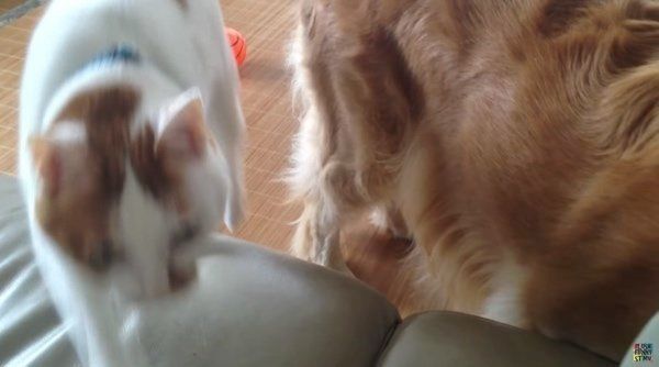 飼い主さんに甘える猫