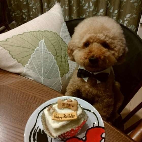 誕生日のトイプードル