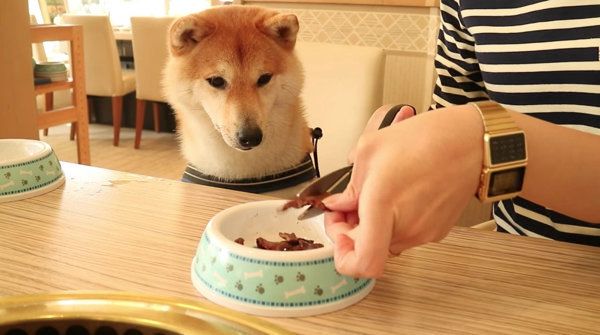 焼き肉を初めて食べる柴犬
