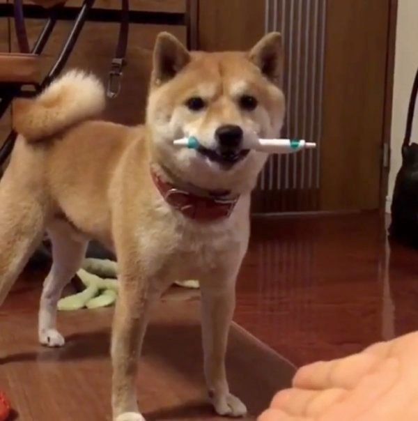 豆柴の豆千代くん