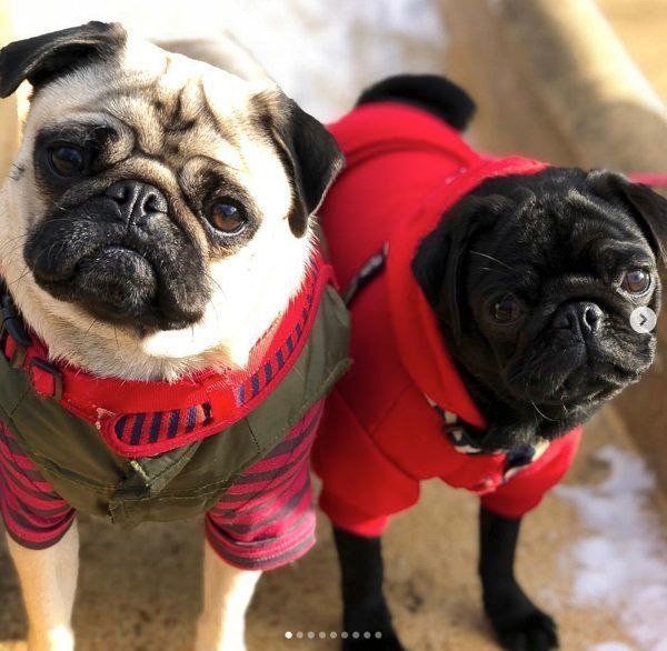 パグの小梅ちゃんと小豆ちゃん