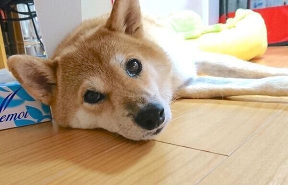 飼い主さんのことを見つめるなつさん