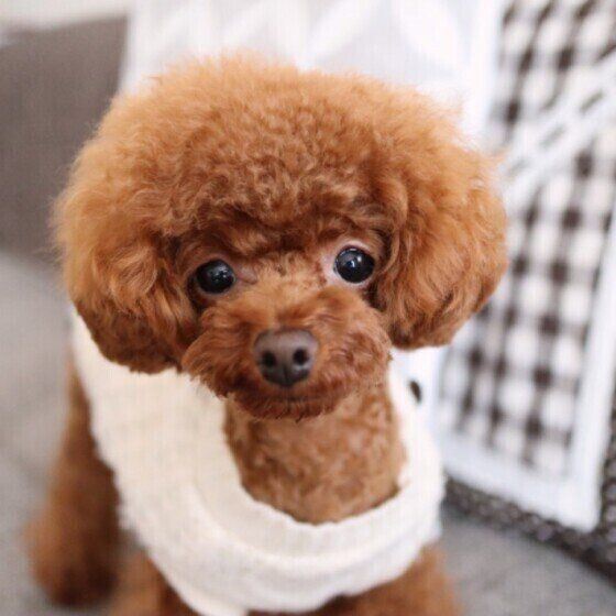 見つめるトイ・プードル