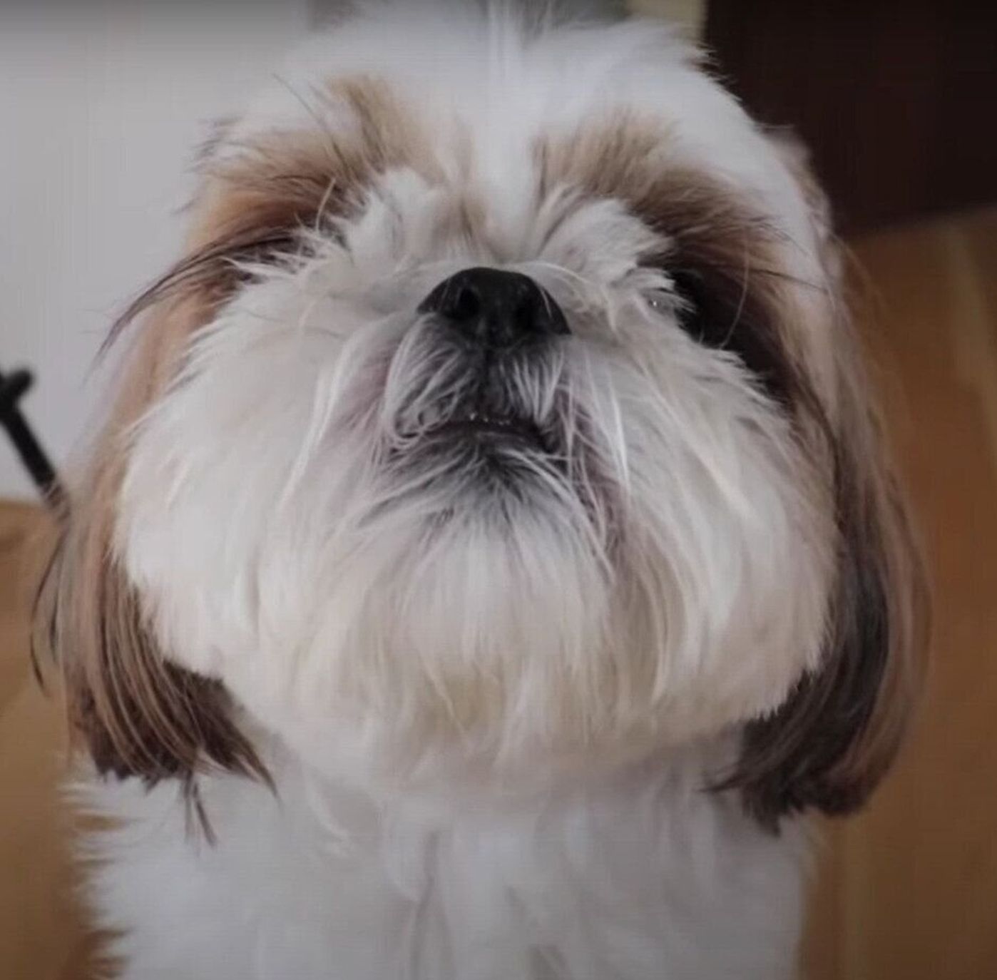 あ そ ぼ パパさんと遊びたくてお部屋を訪問しちゃうシーズー犬がかわいい いぬのきもちweb Magazine あ そ ぼ パパさんと遊びたくてお部屋を訪問しちゃうシーズー犬がかわいい いぬのきもちweb Magazine