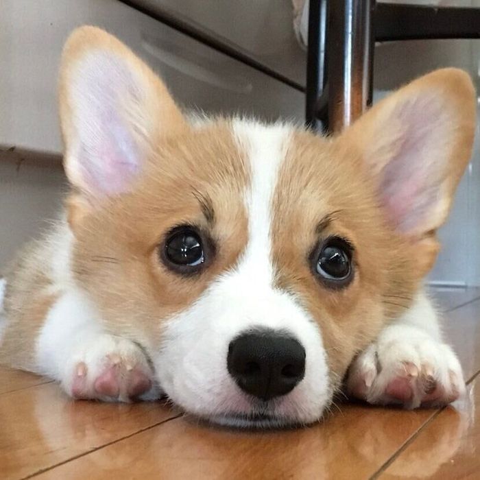 まったりするめいちゃん