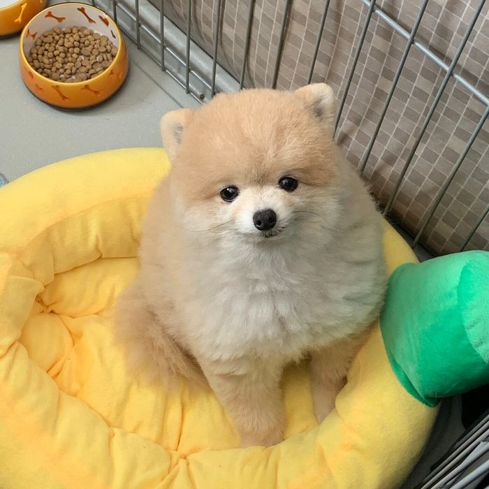 子犬のような表情で見つめるぬーくん