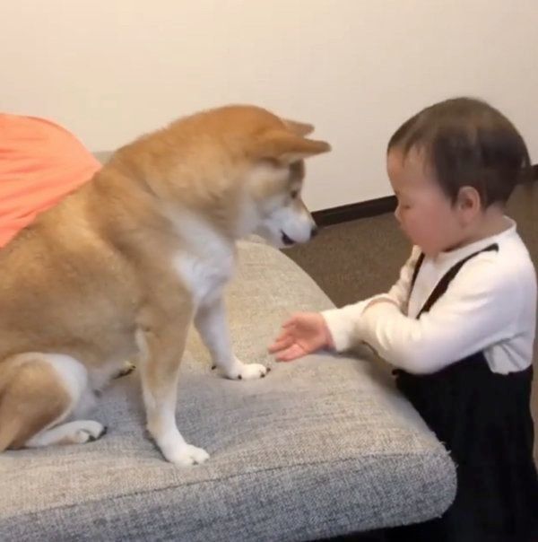 柴犬のももかちゃんと妹ちゃん