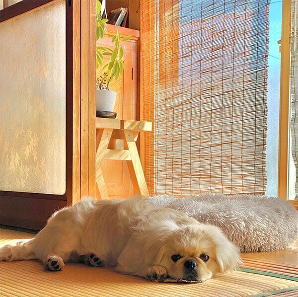 くつろぐハオくん