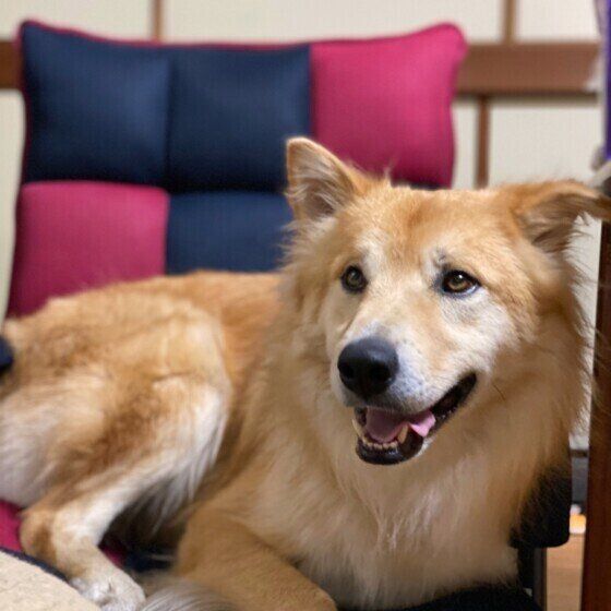 まったりするMix犬