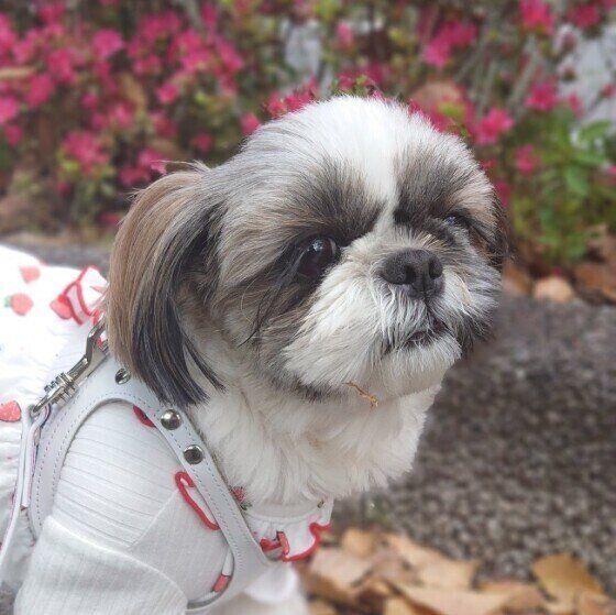 もし愛犬が認知症になったら？犬の夜鳴きの理由を解説 いぬのきもち