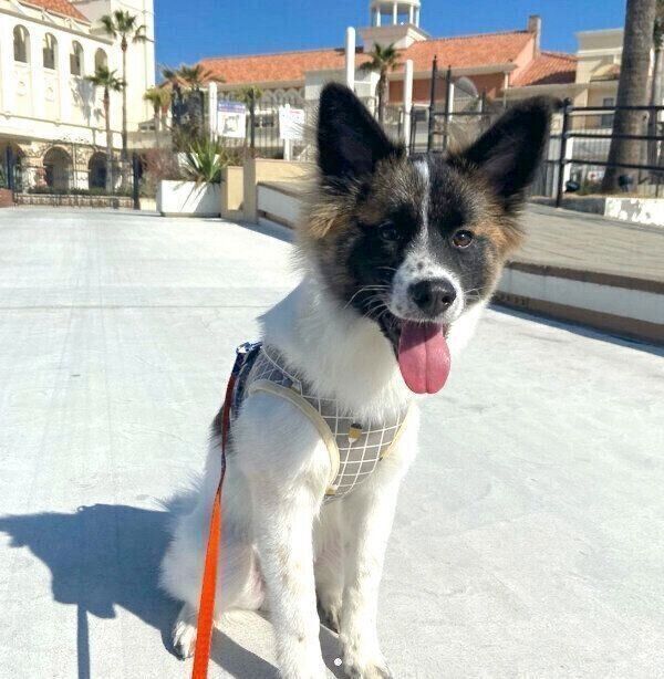 笑顔が可愛いぴーたくん