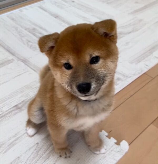 見つめるはじめくん