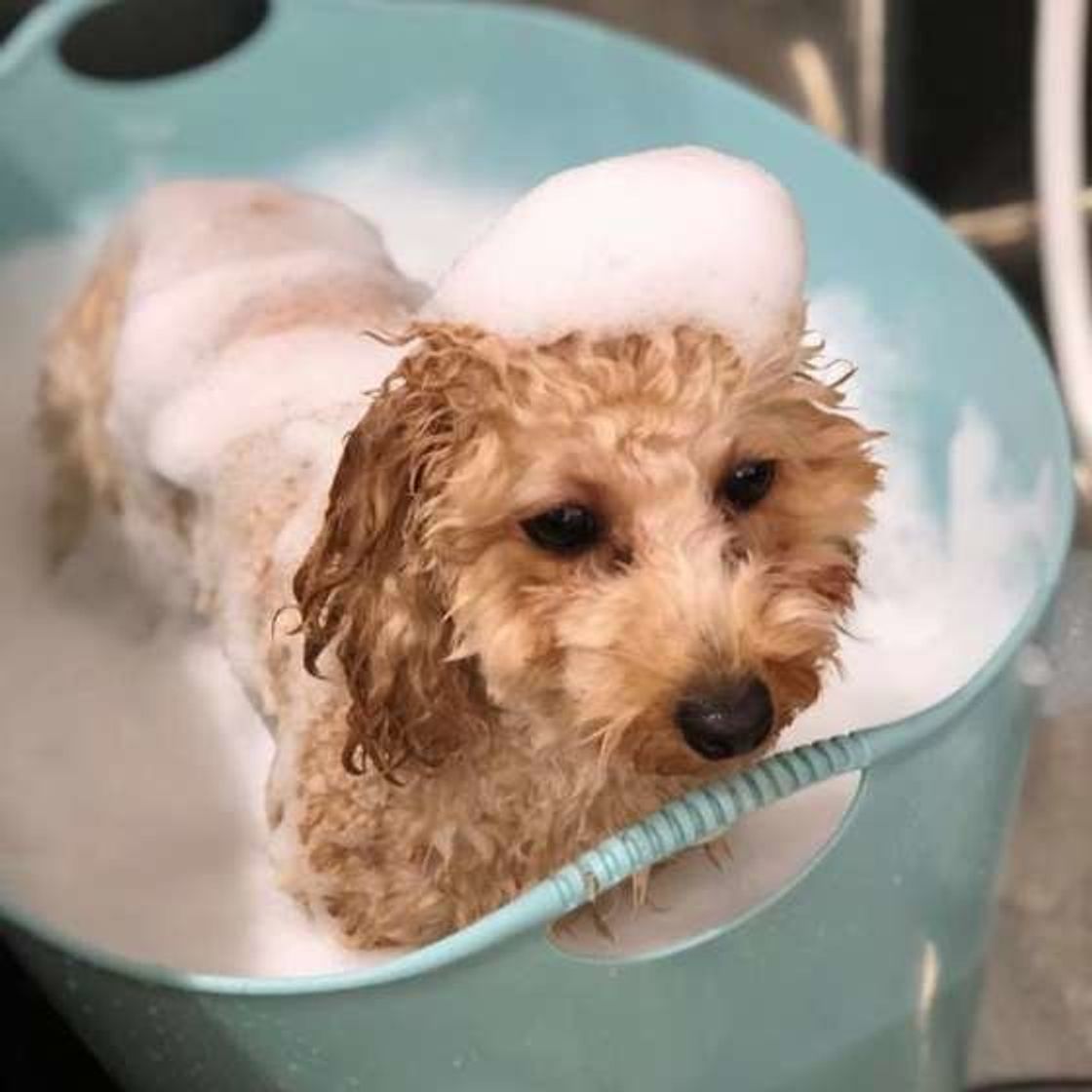 犬も湯船につかったほうがいい 自宅で犬をシャンプーをする際の注意点とは いぬのきもちweb Magazine 犬も湯船につかったほうがいい 自宅で犬をシャンプーをする際の注意点とは いぬのきもちweb Magazine