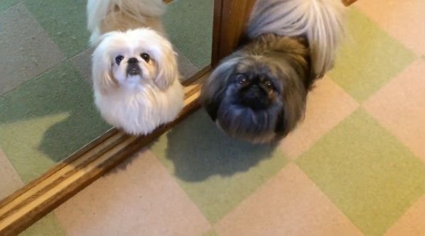 見つめるペキニーズ