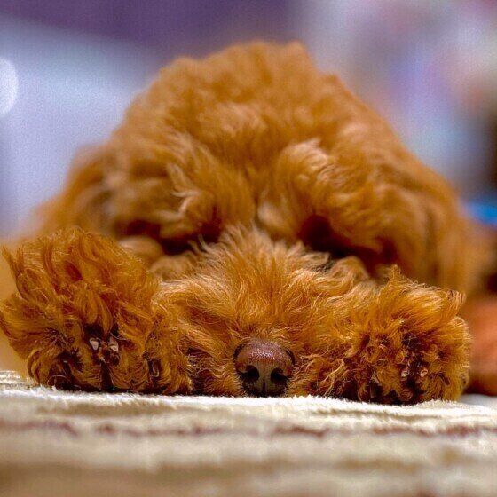 トイ・プードルの寝顔