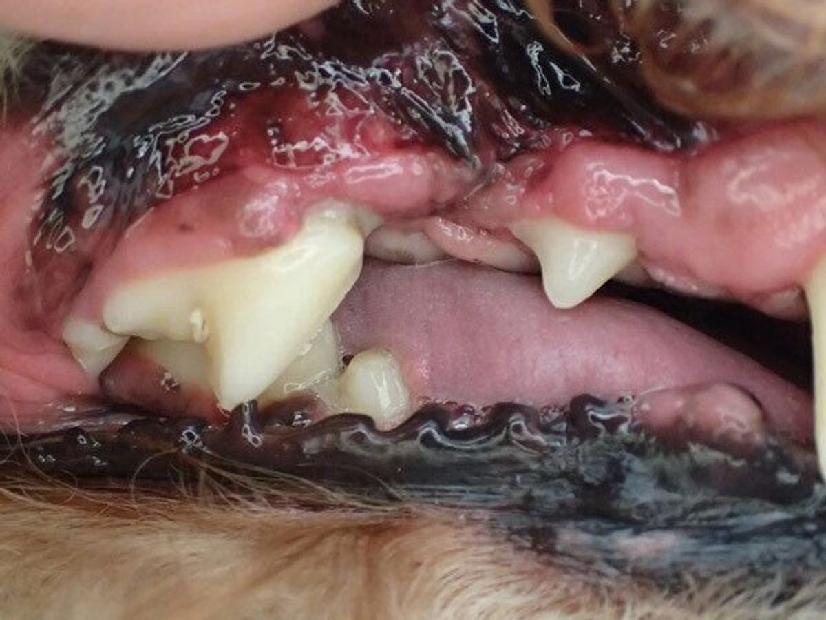 獣医師監修 犬の歯石除去の方法は 麻酔のリスクや自宅ケアを解説 いぬのきもちweb Magazine 獣医師監修 犬の歯石除去の方法は 麻酔のリスクや自宅ケアを解説 いぬのきもちweb Magazine