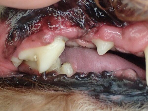 【獣医師監修】犬の歯石除去の方法は?麻酔のリスクや自宅ケアを解説 いぬのきもち