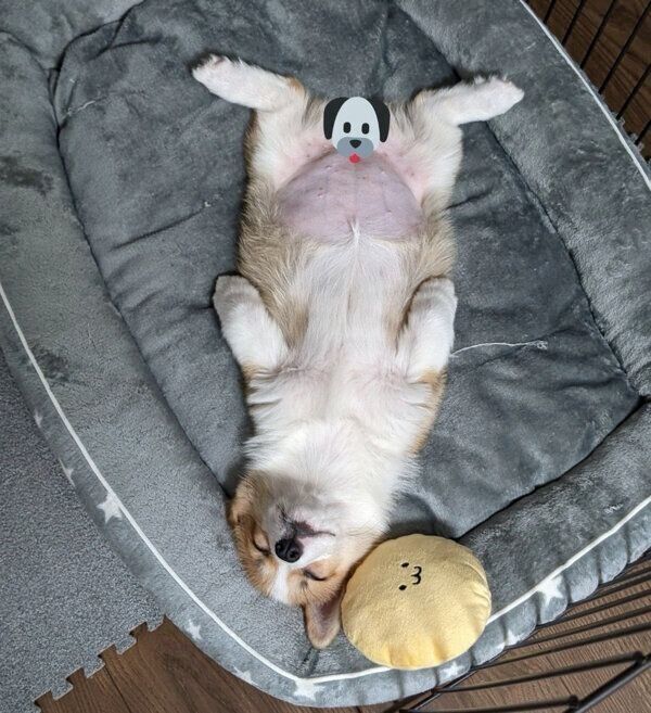 眠るモルトちゃん