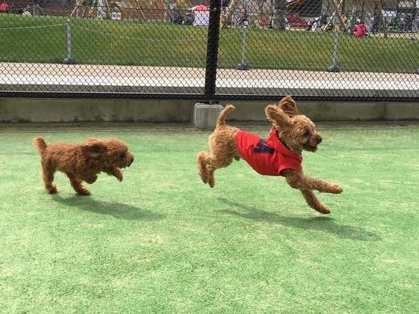 ドッグランで走り回る2匹の犬