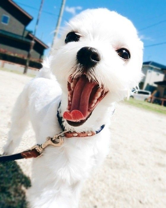 マルチーズの笑太くん