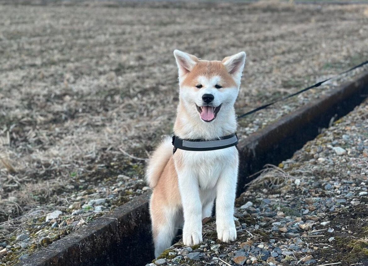 散歩するりんちゃん