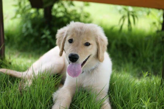 見つめるゴールデン・レトリーバー