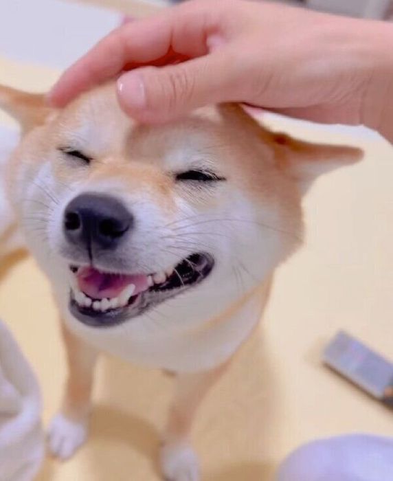 飼い主さんになでなでされて幸せそうなモモちゃん
