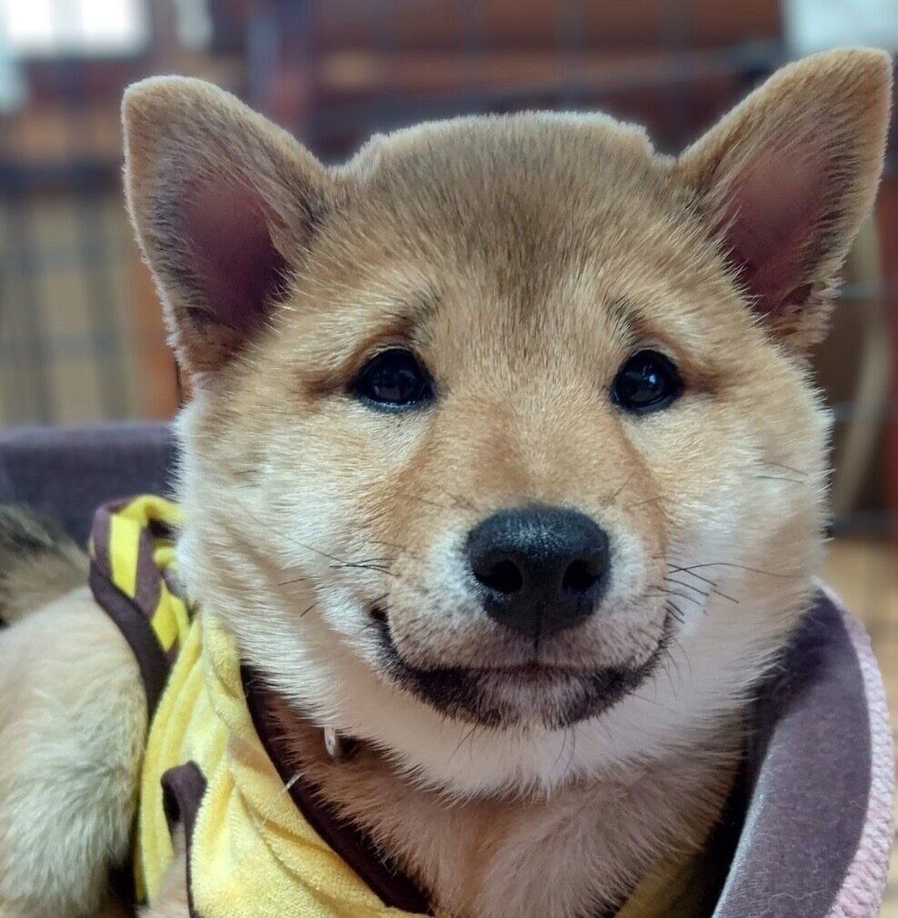 生後5カ月ごろのオルカちゃん