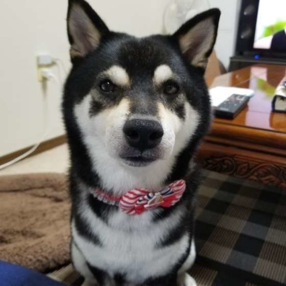 リボンをつける柴犬