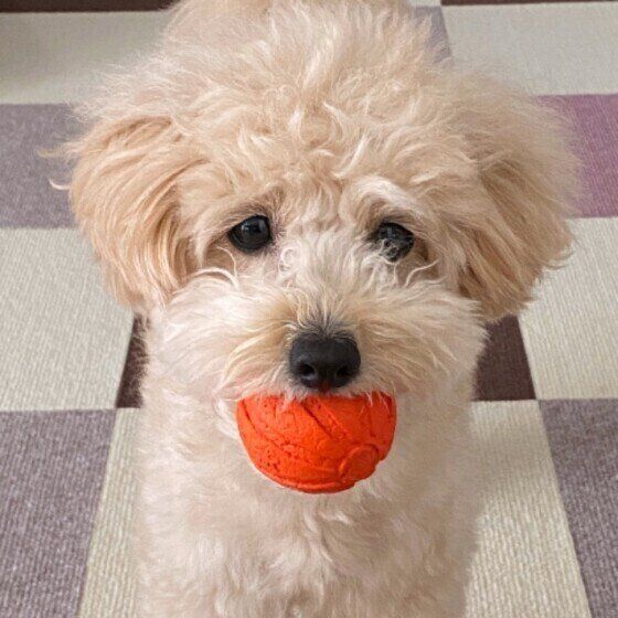 ミックス犬のきなこちゃん