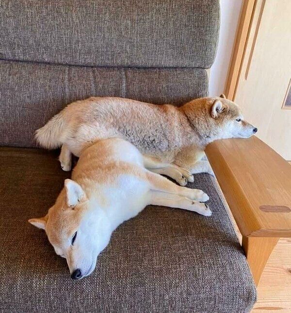 仲良くソファでまったりする杏ちゃんと夏鈴ちゃん