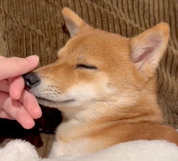 鼻をこしこしされて寝てしまうタマちゃん