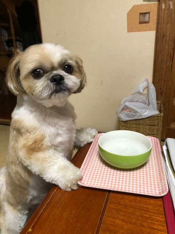 シー・ズーのなるとくんとお水ボウル