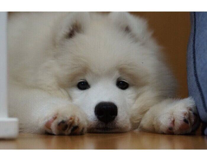 お迎えして1週間が経ったころに撮影したエルちゃん