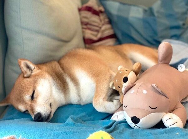 ぐっすり眠るHanaちゃん