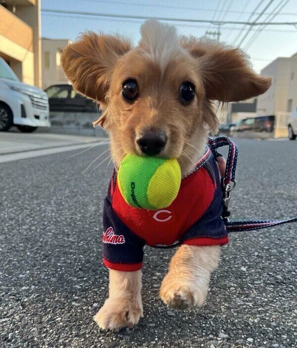 ボールをくわえるなつちゃん