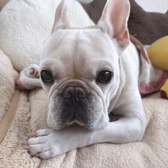 フレンチ・ブルドッグのこころちゃん