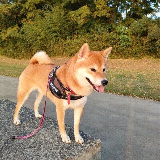 満足気な顔をする柴犬