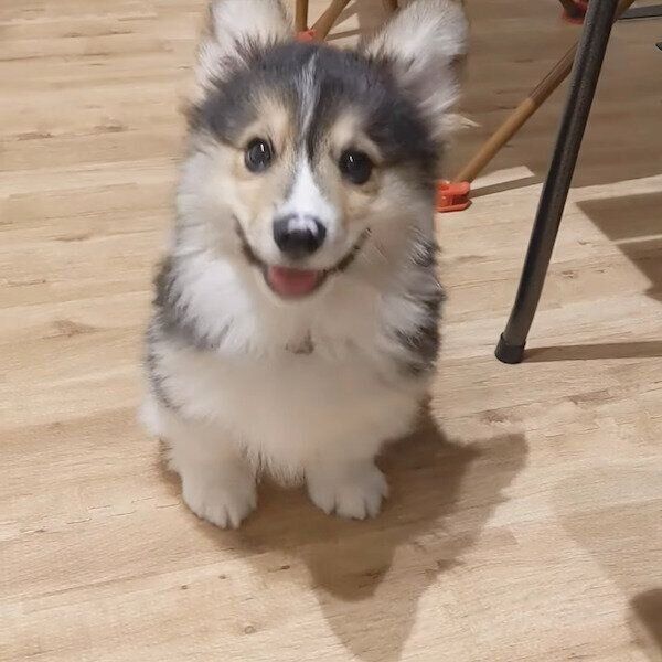 マテの特訓をするはなまるくん