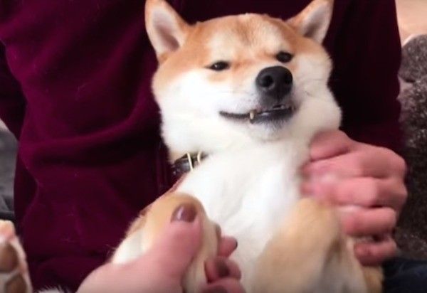 くつろぐワンコ