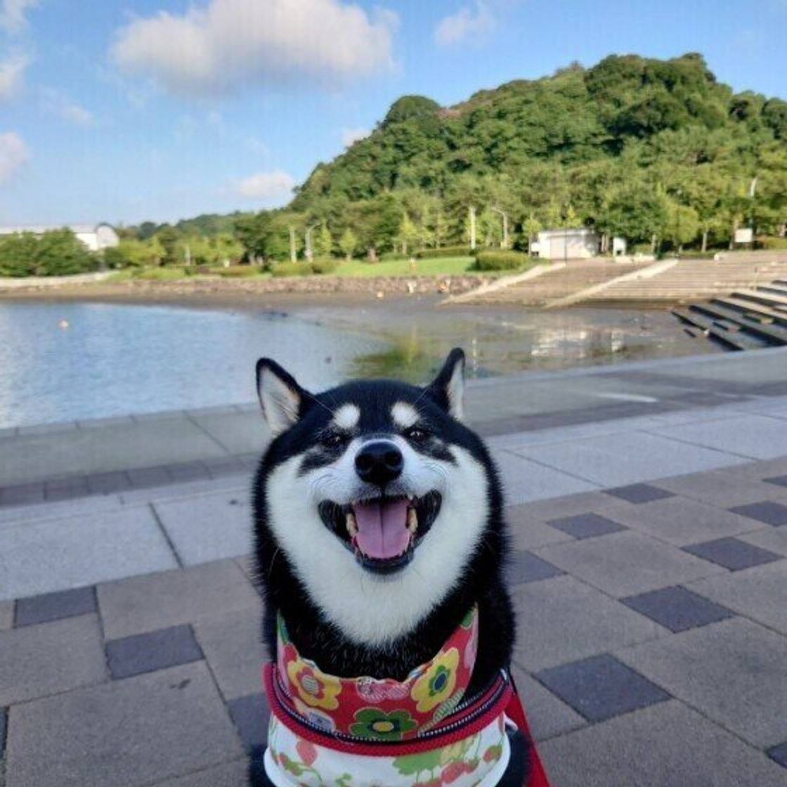 犬が嫌がる場所 苦手に感じやすい場所とは いぬのきもちweb Magazine 犬が嫌がる場所 苦手に感じやすい場所とは いぬのきもちweb Magazine