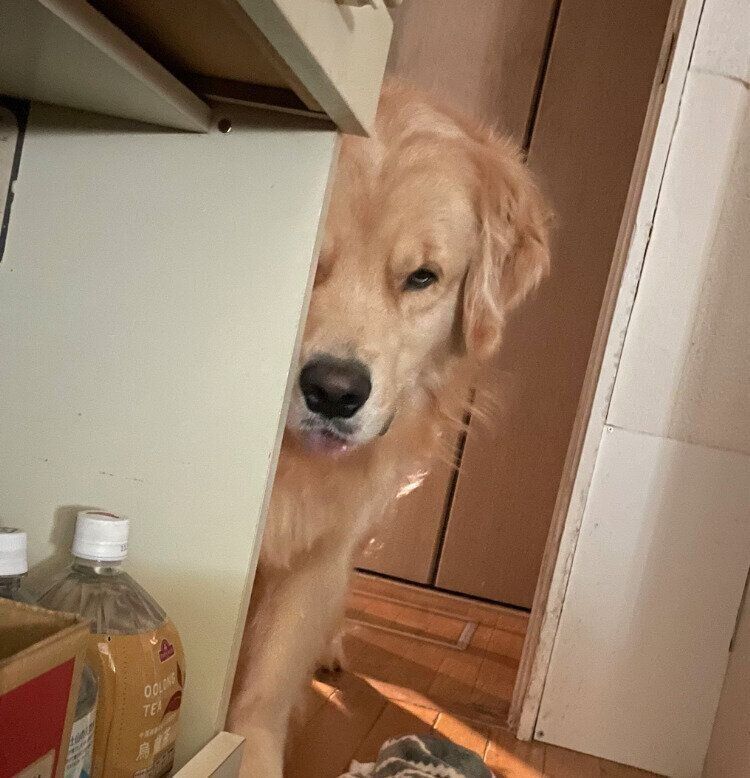 飼い主さんのことを見つめるエルモちゃん