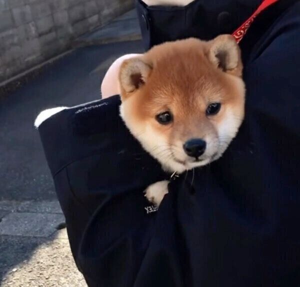 プレ散歩をするモモちゃん