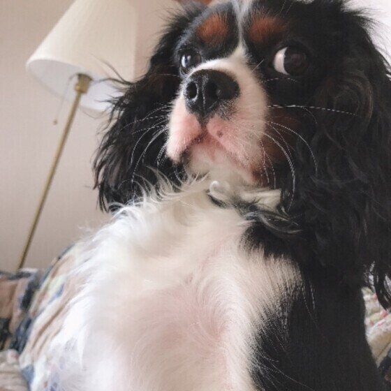 キャバリア・キング・チャールズ・スパニエルのペロちゃん