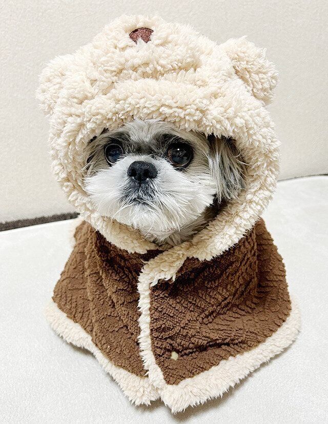 シーズー犬マンガてんぽshihtzu