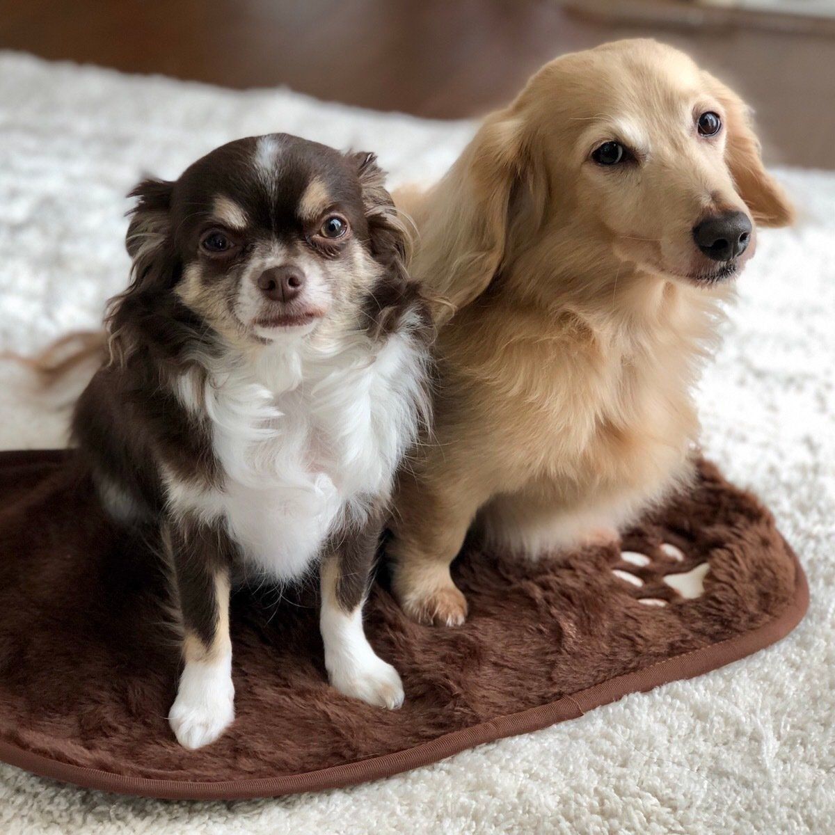 チワワとダックスフンド